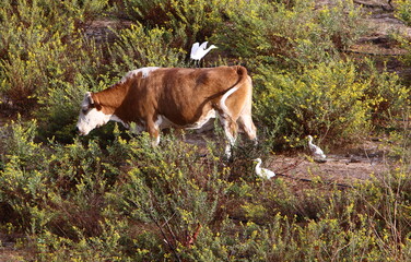 A herd of cows graze in a forest clearing in northern Israel.