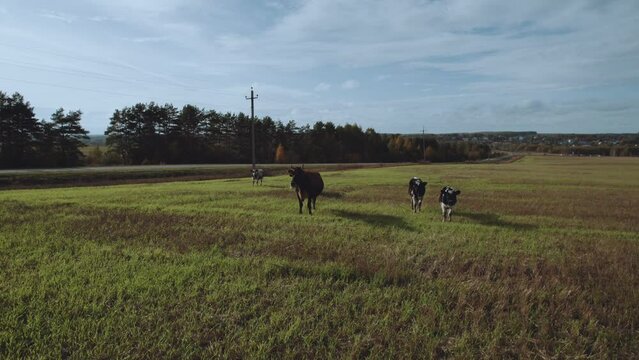 Aerial photography of cows in the field, cow, cows in nature