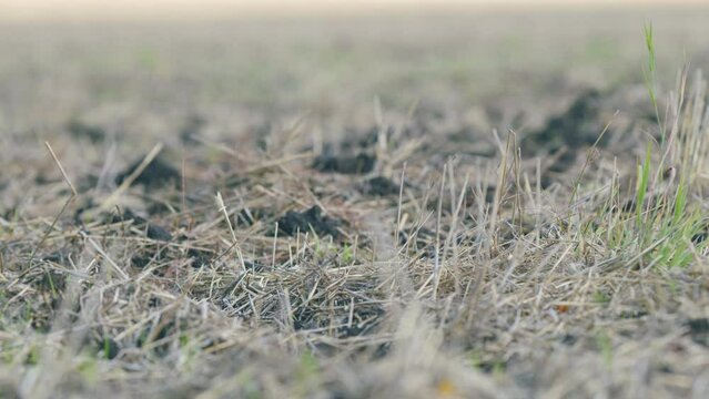 Big yellow field after harvesting. Short wheat stalks after harvest. Farmland after grain crop. Shallow depth of field.