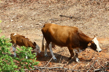 A herd of cows graze in a forest clearing in northern Israel.