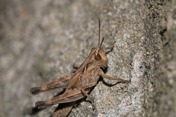 rufous grasshopper insect macro photo