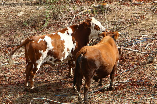 A herd of cows graze in a forest clearing in northern Israel.
