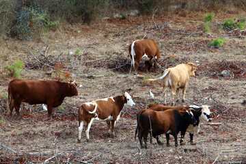 Fototapeta premium A herd of cows graze in a forest clearing in northern Israel.