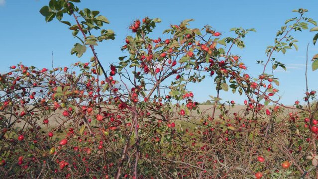 Rosehip or rosa canina - dog rose - fruits bush with ripe red berries and green leaves. Autumn berries of wild rose. Wide shot.