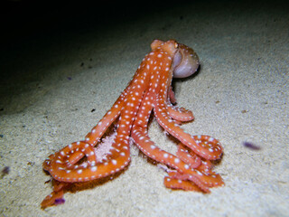 Atlantic white spotted octopus - Callistoctopus macropus 