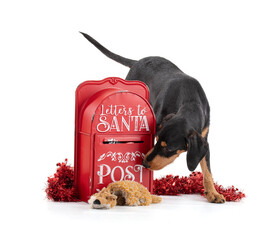 Puppy with Santa's letterbox