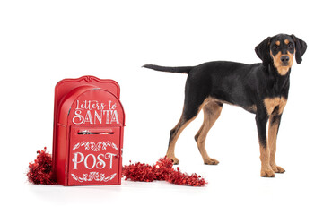 Puppy with Santa's letterbox