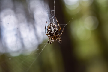 spider on the web