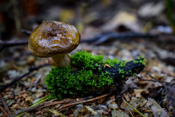 mushroom on the moss