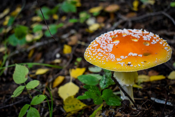 fly mushroom in forest