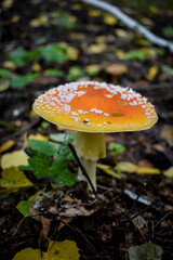 fly agaric mushroom
