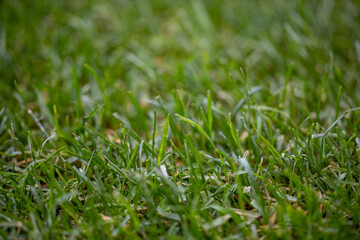 Maintenance of the lush green football field