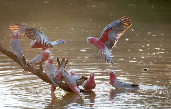 Galahs on Cooper Creek near Innamincka ,South Australia.