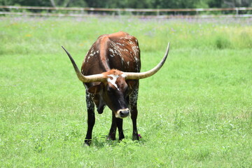 Texas longhorn grazing in green field of grass