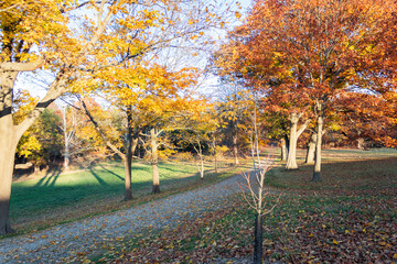 A park during autumn with many trees and dry leaves on the ground. Massachusetts, USA