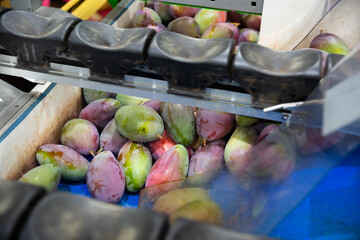 Fresh ripe mango on conveyor belt of sorting production line in fruit packaging warehouse
