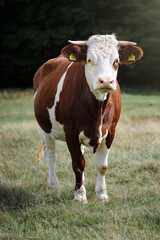 Naklejka na ściany i meble One milk cow in the field looking at camera