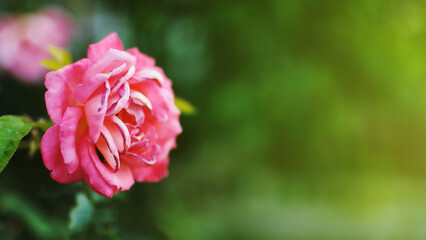 One blooming rose flower against blurred background