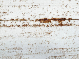 white painted wood texture with corrosion marks, white painted wood planks with red lichens, background