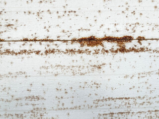 white painted wood texture with corrosion marks, white painted wood planks with red lichens,...