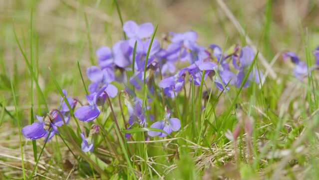 Viola reichenbachiana, viola odorata bloom in springtime. Natural spring background.