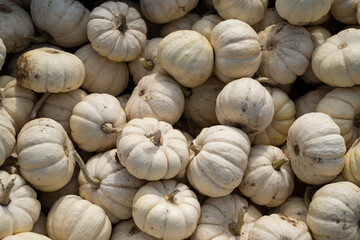 Pile of white mini pumpkins at a pumpkin patch in fall