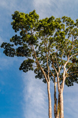 árvore com céu azul