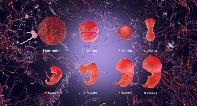 Stages of embryo development. Early stages of fetal development. Pregnancy Calendar. Medically accurate illustration, 3D Render