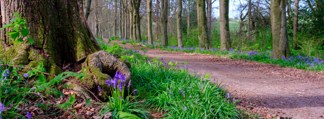 Bluebells in a Hampshire wood near Hinton Ampner, South Downs National Park