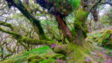 Ancient oaks in Wistman's Wood near Two Bridges, Dartmoor National Park