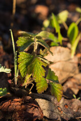 The European dewberry (lat. Rubus caesius), of the family Rosaceae. Central Russia.