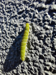 Close-up of caterpillar on wall