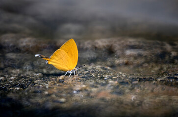  beautiful butterfly in the forests of Thailand