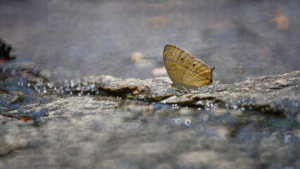 beautiful butterfly in the forests of Thailand