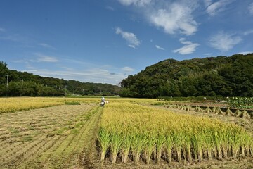 Fototapeta premium 稲刈り作業・コンバイン