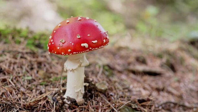 Single toxic and hallucinogen fly agaric with bright red cap stands in forest. Wild poisonous mushroom on natural bright autumn background. Harvest fungi concept. Toadstool fungus.