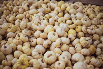 a lot of mini pumpkin at outdoor farmers market.