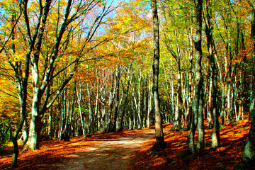 Partly sunlit path between beech trees of Monte San Vicino e Monte Canfaito natural reserve on a beautiful autumn day