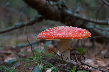 fly agaric close up in the forest,  red hat, close up mushroom photo