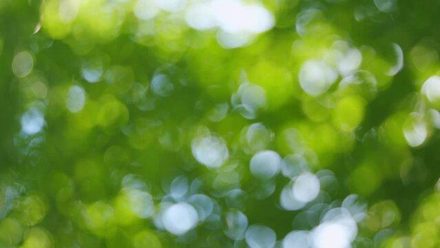 Blur natural green leaves bokeh background. Green bokeh on nature abstract blur background. Blur.
