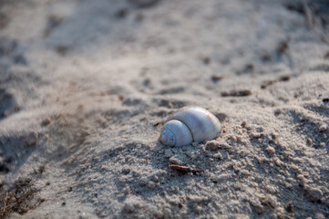 shell on the sand, cold sand, sand quarry, sandy, macro, close up 