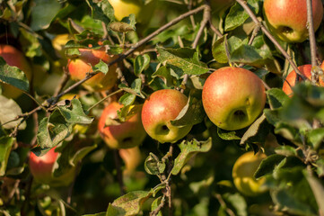 fresh apples on the tree, branch with apples, garden, harvest