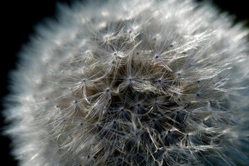 close up view of dandelion, close up flower 