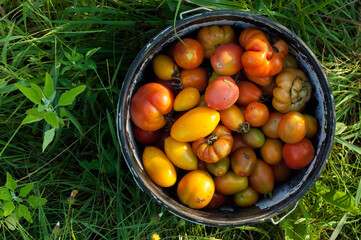 Bucket of freshly harvested tomatoes from the garden, fresh vegetables, green grass background 