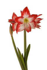 Bloom red and white Amaryllis (Hippeastrum)  "Spotlight"   on  white  background isolated