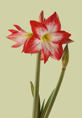 Bloom  Amaryllis (Hippeastrum)  "Spotlight"