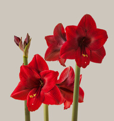 Bloom dark-red Hippeastrum (amaryllis) Galaxy group 'Arabian night'