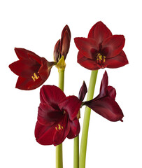 Dark red hippeastrum (amaryllis) Carmen