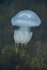 jellyfish in the water
