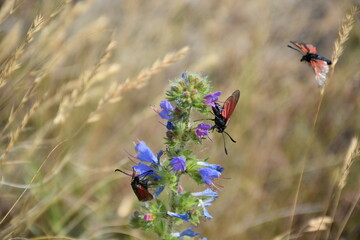 moths on a flower